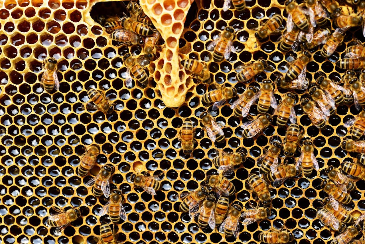 queen-cup-honeycomb-honey-bee-new-queen-rearing-compartment-56876-56876.jpg